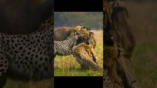 Cheetah vs Wildebeest vs Hyena wildanimals predators cttovideonotmine [upl. by Armanda]