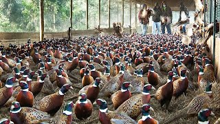 American Farmers Raise Millions Of Pheasants But Have To Deal With Them In This Way [upl. by Ahtel]