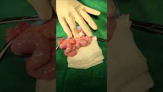 5y pyometra [upl. by Richardson]