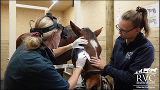 Equine Ophthalmic surgery at RVC [upl. by Eissirhc42]