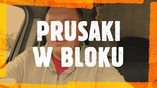 prusaki w bloku  zwalczanie prusaków  jak pozbyć się prusaków  jak pozbyć się karaluchów [upl. by Hultin419]