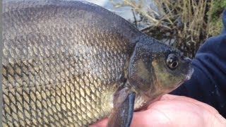 Float Ledgering For Bream amp Skimmers  Part Two [upl. by Tonnie]