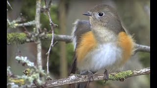 Red flanked Bluetail Marshfield Gloucestershire [upl. by Sile]