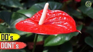 ANTHURIUM PLANT CARE TIPS – INDOOR FLOWERING PLANT [upl. by Ahser]