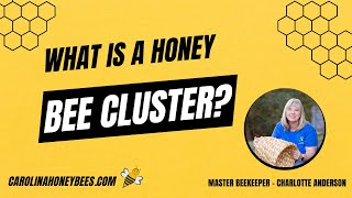 Inside the Honey Bee Cluster [upl. by Blakely]