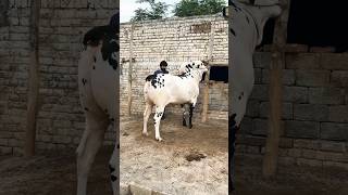 t4tamasha cow bull dhani fatehjangibulls dangerousbull [upl. by Anileme]