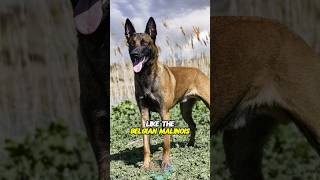 Top 3 dog breeds that look like the Belgian Malinois shorts dog doglovers belgianmalinois [upl. by Boulanger]