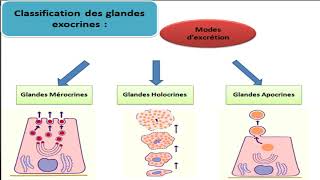 Cours dhistologie les épithéliums glandulaires [upl. by Tepper]