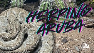 Herping Aruba Worlds Most ENDANGERED Rattlesnake [upl. by Emerick]