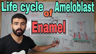 Enamel 2 quot Life cycle of ameloblast amp amelogenesisquot  oral histology [upl. by Nofpets721]