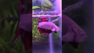 Essential Betta Fish Care  shorts [upl. by Gherardi]