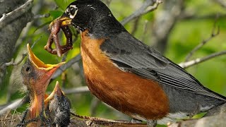 EP 15 Nature bird life  mother bird  Baby Birds  little birds  bird nest [upl. by Narrat]