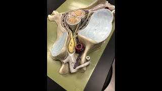 Cervical Spine Anatomy amp Some Pathology [upl. by Heall629]