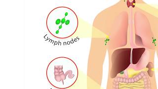 How does the immune system work What organs make up the Immune System [upl. by Effie]