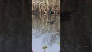 FLYING Cormorant And REFLECTION youtubeshorts nature reflection shorts water video [upl. by Nohtanhoj]