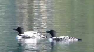 Loons on Gun Lake [upl. by Oab]