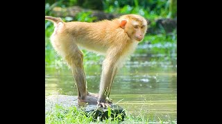 Lovely Monkey Play in The Flooded Adorable Monkey [upl. by Patterson]