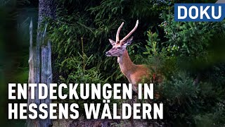 Entdeckungen in Hessens Wäldern  doku  erlebnis hessen [upl. by Svetlana]