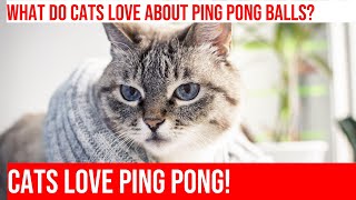 Cats amp Ping Pong Balls Bouncy Fun [upl. by Krm282]