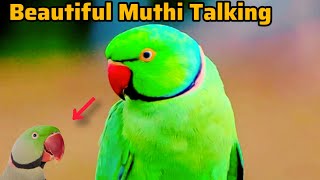 Alexandrine parakeet Bird  Beautiful Talking Parrot  Muthi  Birds and Animals [upl. by Eyma]