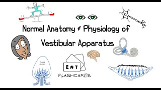 Normal Anatomy amp Physiology of the Vestibular Apparatus [upl. by Fougere391]