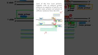 SNP genotyping by TARMSPCR tetraprimer amplification refractory mutation system—PCR genetics [upl. by Kiryt]