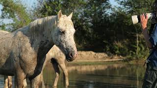 Camargue horses [upl. by Nonnair]