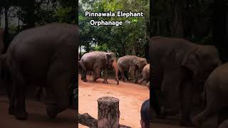 Pinnawala Elephant Orphanage 🐘🌴 dancehall music newmusic elephant foring animals [upl. by Menon796]