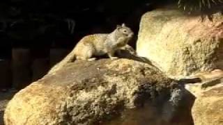 Rock Squirrel in Phoenix [upl. by Klockau428]