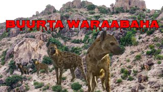 BUURTA UGU WARAABAHA BADAN SOMALILAND [upl. by Lasky]