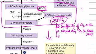 GlycosisclinicalUSMLEMalate aspartate G3P shuttle GLUT types Energy source [upl. by Hairas99]