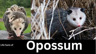 Opossum [upl. by Zusman]