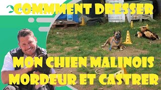 COMMENT DRESSER MON CHIEN MALINOIS MORDEUR ET CASTRER [upl. by Alie]