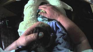 Baby bat squeaks while being petted 2 [upl. by Adonis]