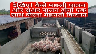 PIG FARM AND FISH FARM  VIKAS LIVE STOCK 9058705146 [upl. by Eillat]