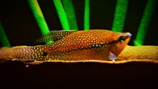 Pearl Gourami Care amp Tank Set up Guide [upl. by Slorac]