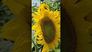 Lets go to Hereward Farms shorts kidsvideo viralshorts ontario summer [upl. by Ahmed]