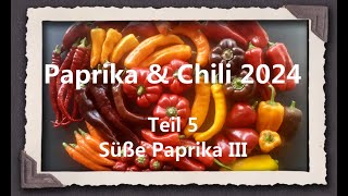 Paprika amp Chili 2024 Teil 5  Süße Paprika III [upl. by Ardnuhsor]