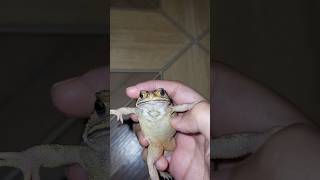 cuteness aggression 😭🐸🫶🏻 toad frog cuteanimal [upl. by Delanty342]