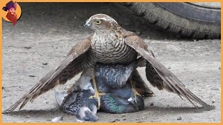 14 Best Hawk Attacks Caught On Camera [upl. by Beekman]