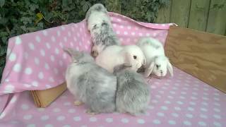 6 Week Old Baby Mini Lop Bunny Rabbits  Loving Fuss  Ashas litter 020916 [upl. by Secundas561]