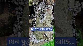 যেন মুক্তা ছড়িয়ে আছে [upl. by Hyrup54]