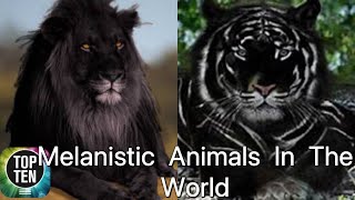 Top Ten Melanism Animals In The World [upl. by Yrellih540]