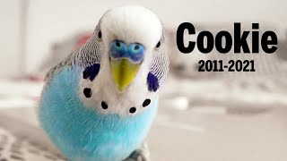 Budgie sounds in Memory of Cookie 2011  2021 😥 [upl. by Allard74]