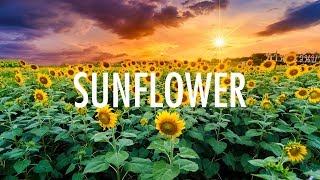 Post Malone Swae Lee – Sunflower Lyrics 🎵 [upl. by Hsatan]