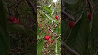 Love the beautiful cherries in Viral garden 2023 [upl. by Rhetta]