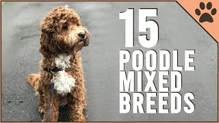 15 Poodle Mix Breeds That Will Melt Your Heart [upl. by Shirlene]