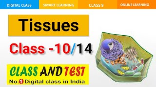 TISSUES CLASS 9 CBSE L10  COMPLETE BOOK STUDY  CBSE  Online Tuition [upl. by Adla]