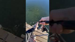 Fishing fishing minnesota fishinglife fisherman fishingtiktoks fishcontent fish mn [upl. by Lonergan]