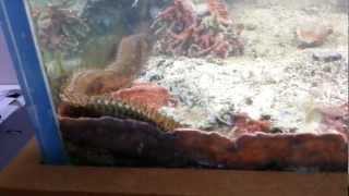 HUGE Eunice  Bristle Worm [upl. by Bobbi]